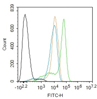 Phospho-RAF1 (Ser296) Rabbit Polyclonal Antibody
