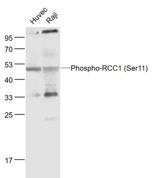 RCC1 (phospho-Ser11) antibody