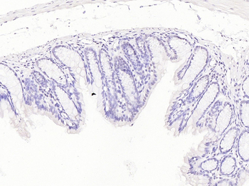 Phospho-Rb (Ser612) Rabbit Polyclonal Antibody