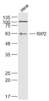 RIP2 Rabbit Polyclonal Antibody