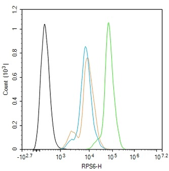 RPS6 Rabbit Polyclonal Antibody