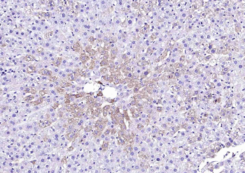 SAHH Rabbit Polyclonal Antibody