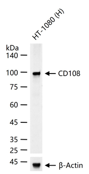 CD108 Rabbit Polyclonal Antibody