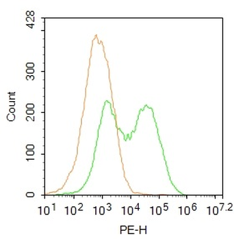 Phospho-SGK1 (Ser78) Rabbit Polyclonal Antibody