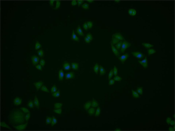 Phospho-PTPN11 (Tyr81) Rabbit Polyclonal Antibody