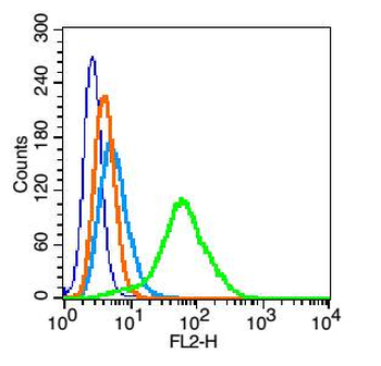 Phospho-PTPN6 (Ser591) Rabbit Polyclonal Antibody