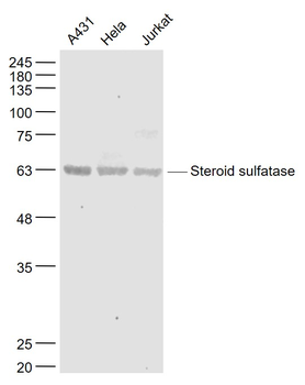 Steroid sulfatase Rabbit Polyclonal Antibody