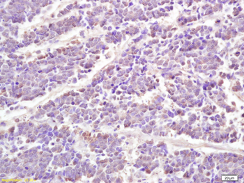 Phospho-STAT1 (Ser727) Rabbit Polyclonal Antibody