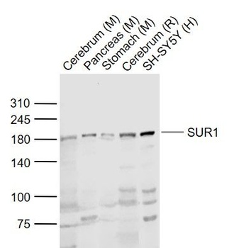SUR1 antibody