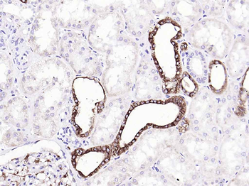 Ephrin B2 Recombinant Rabbit Monoclonal Antibody