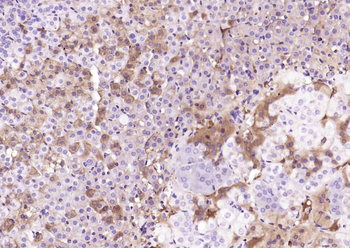 SEC14L1 Rabbit Polyclonal Antibody