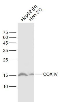 COX4I1 Recombinant Rabbit Monoclonal Antibody
