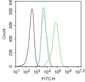 C-Jun (phospho-Thr91+Thr93) antibody