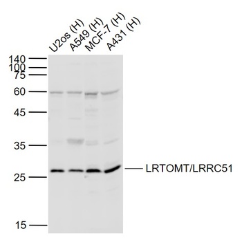 LRTOMT antibody