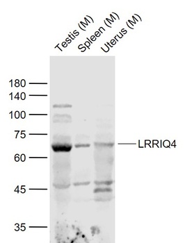 LRRIQ4 antibody
