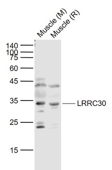 LRRC30 antibody