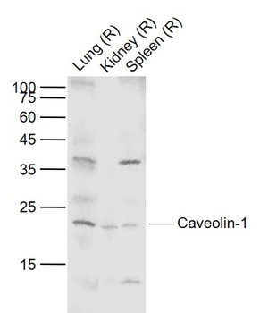 Caveolin-1 antibody