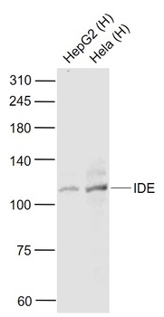 IDE antibody