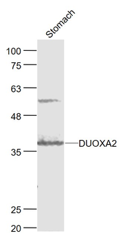 DUOXA2 Rabbit Polyclonal Antibody