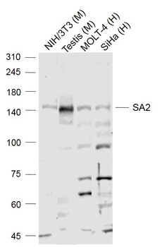 SA2 antibody
