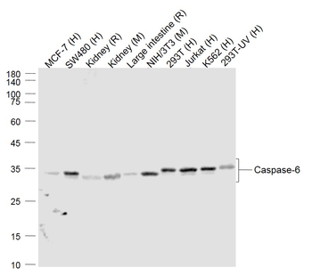 Caspase-6 Recombinant Rabbit Monoclonal Antibody