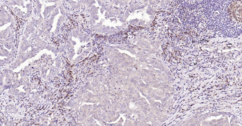 Caspase-3 Recombinant Rabbit Monoclonal Antibody