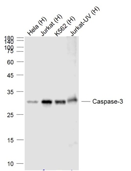 Caspase-3 antibody