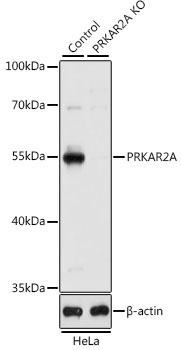 PRKAR2A Rabbit Polyclonal Antibody