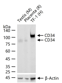 CD34 Recombinant Rabbit Monoclonal Antibody