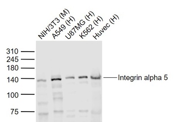 Integrin Alpha 5 antibody