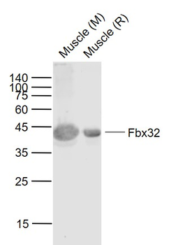 Fbx32 Recombinant Rabbit Monoclonal Antibody