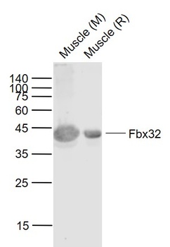 Fbx32 antibody