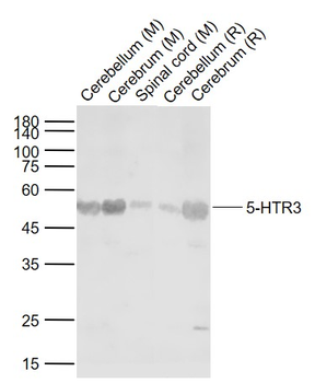 5-HTR3 Rabbit Polyclonal Antibody