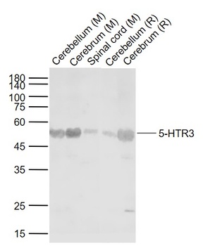 5-HTR3 antibody