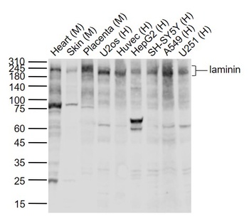 Laminin antibody