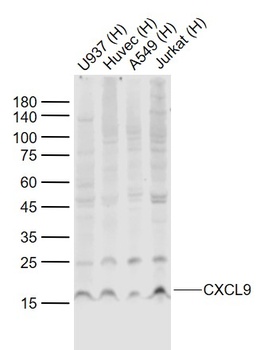 CXCL9 antibody