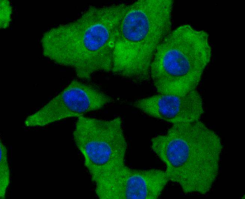 Cyclooxygenase 2 Recombinant Rabbit Monoclonal Antibody