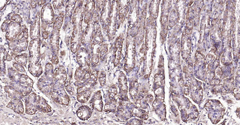 Sodium Potassium ATPase Mouse Monoclonal Antibody