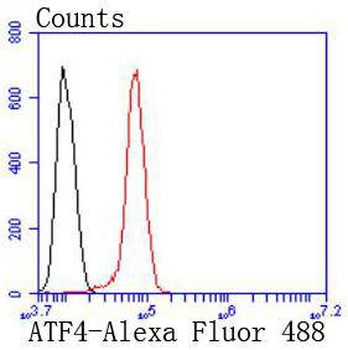 ATF4 Recombinant Rabbit Monoclonal Antibody