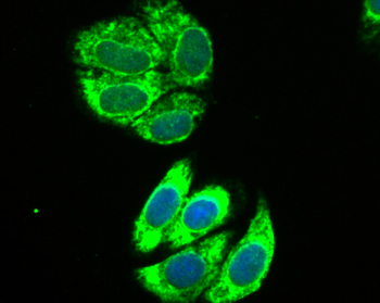 IL13RA1 Recombinant Rabbit Monoclonal Antibody
