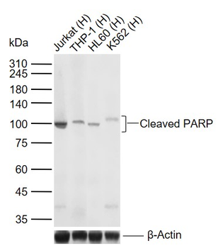 Cleaved PARP Recombinant Rabbit Monoclonal Antibody