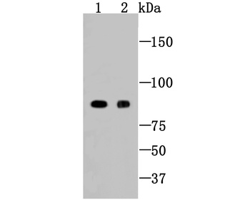Cleaved PARP antibody