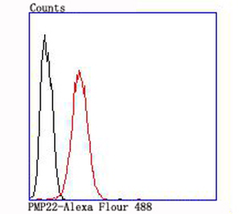 PMP22 Recombinant Rabbit Monoclonal Antibody