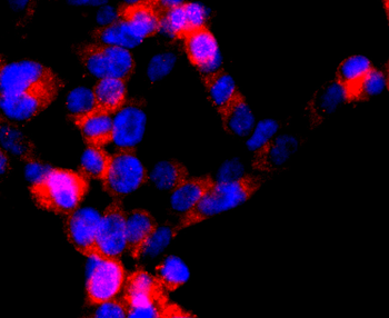DRD1 Recombinant Rabbit Monoclonal Antibody