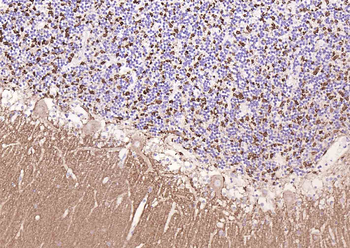 Synaptophysin Recombinant Rabbit Monoclonal Antibody