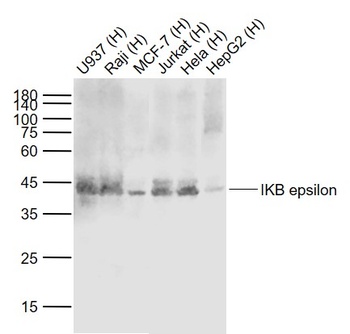 IKB Epsilon antibody