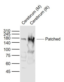 Patched antibody