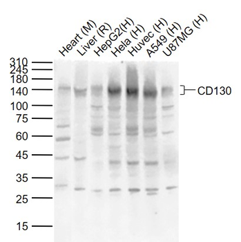 CD130 Rabbit Polyclonal Antibody