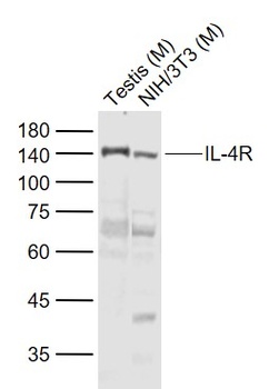 IL-4R antibody