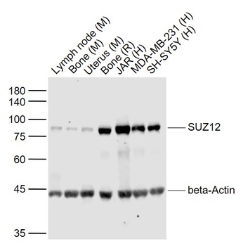 SUZ12 antibody